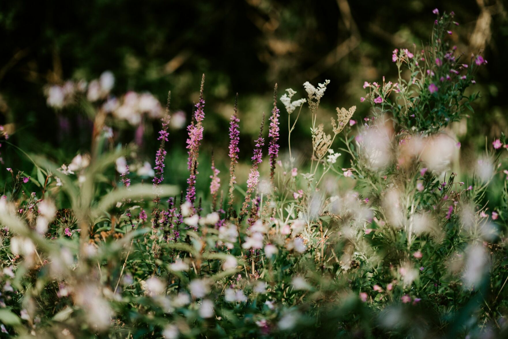 Beautiful flowers like these flourish in a well-tended garden